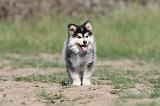 CHIEN FINNOIS DE LAPONIE 496
